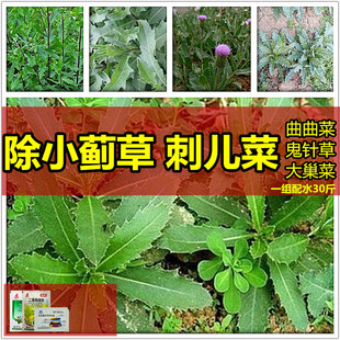 小蓟草刺儿菜专用除草剂豆科杂草烂根药草坪果园除刺儿菜用什么药