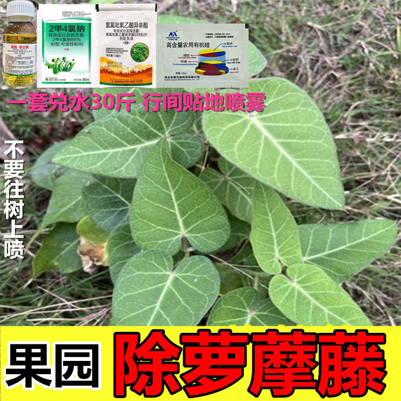 除萝藦藤药果园萝藦藤怎么去除拉拉秧络石藤打碗花不伤果树除草剂