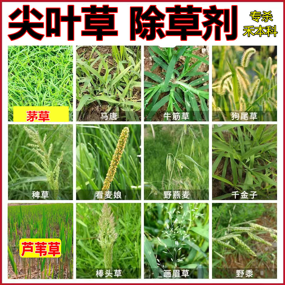 专杀禾本科杂草尖叶草阔叶作物地芦苇茅草牛筋草巴根草烂根除草剂 - 实物图