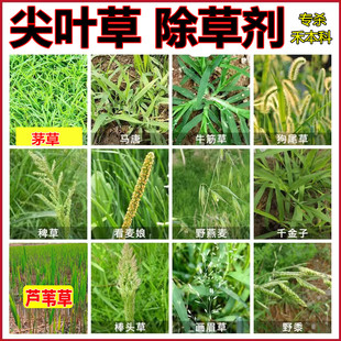 专杀禾本科杂草尖叶草阔叶作物地芦苇茅草牛筋草巴根草烂根除草剂
