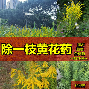除一枝黄花烂根除草剂强效荒地恶性藤类灌木杂草除草剂农药