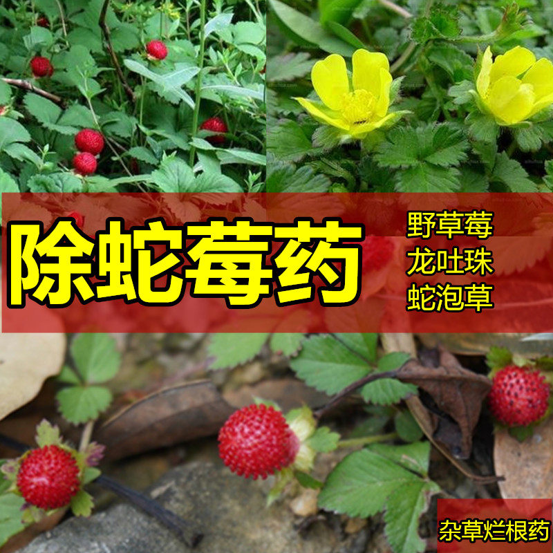 除野生蛇莓野草莓烂根药蛇莓龙吐珠蛇泡草院子公园阔叶杂草除草剂