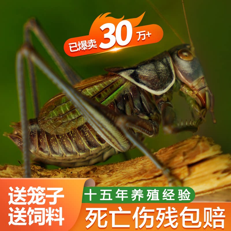 家养蝈蝈活虫包活到家十年养殖场图片