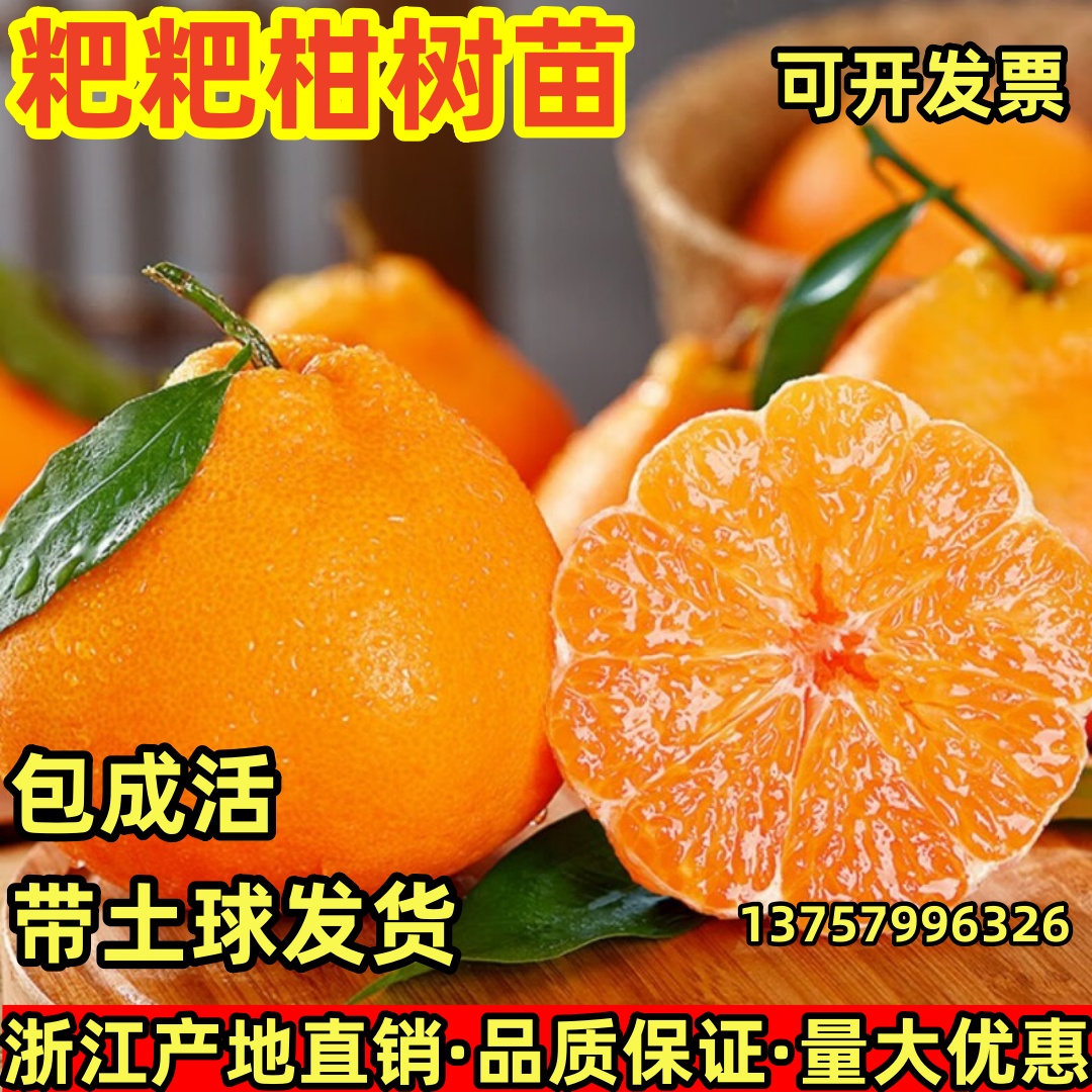 春见耙耙柑树苗嫁接果树