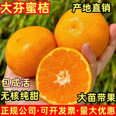 大分四号柑橘苗嫁接桔子苗