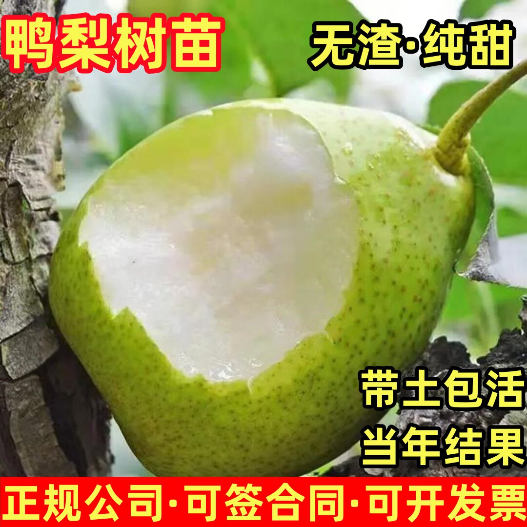正宗大鸭梨树苗当年结果秋子梨苗鸭状梨苗鸭嘴梨苗嫁接特大鸭梨苗