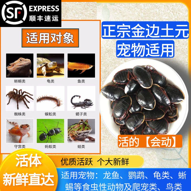 金边土元活体宠物饲料高蛋白活虫蜥蜴守宫龙鱼鹦鹉蜜袋鼯鸟龟粮等