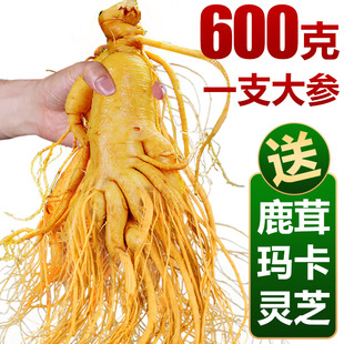 长白山正宗鲜人参煲汤泡酒专用人参高品质东北特产吉林人参特大参
