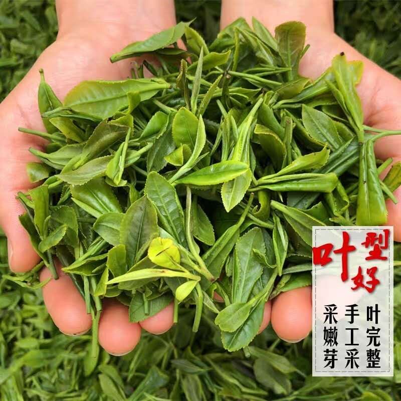 绿茶特级正宗日照绿茶新款新茶春茶散装袋装炒青板栗香耐冲泡高档