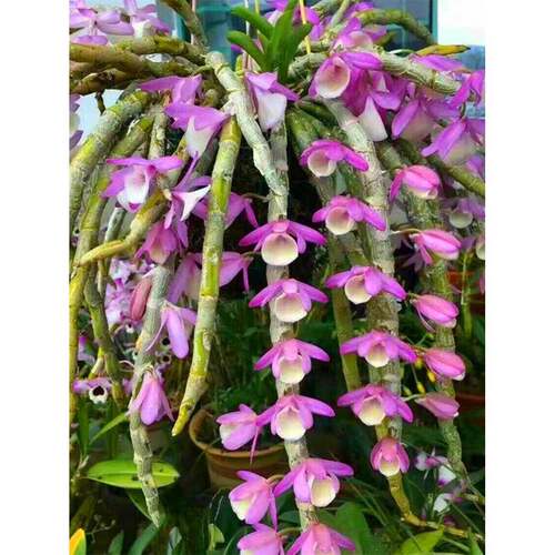 报春石 吊斛兰花林兰漂 枫比铁皮石斛开花亮 粉花斗VKI带香味 吊