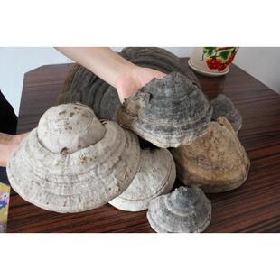 长白山野生木蹄50LCIg蹄菌野0生马灵芝 东北木木蹄层孔菌 桦菌芝