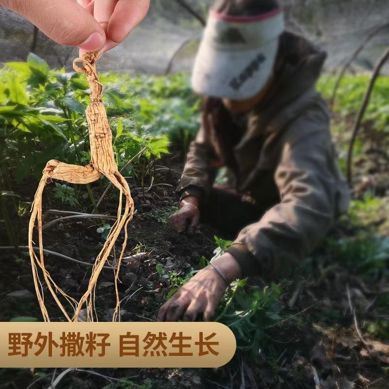 长煲山人参约30年林下参林下野山参整枝健白康礼品泡汤补品YKM酒