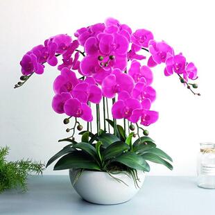 手工手感蝴蝶兰人造花卉盆栽植物入口客厅电视柜旁边的电视柜软橡