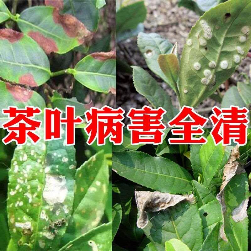 新款专用农茶叶病全管茶树病害清叶枯病轮斑病叶斑病炭疽病茶霉