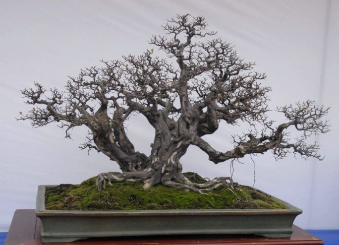 老桩精品雀梅特大盆景庭院老桩