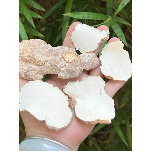 孩儿清润养生滋补材乳乳虎奶菌ILG 老乳菌料可切片虎灵芝菇250克