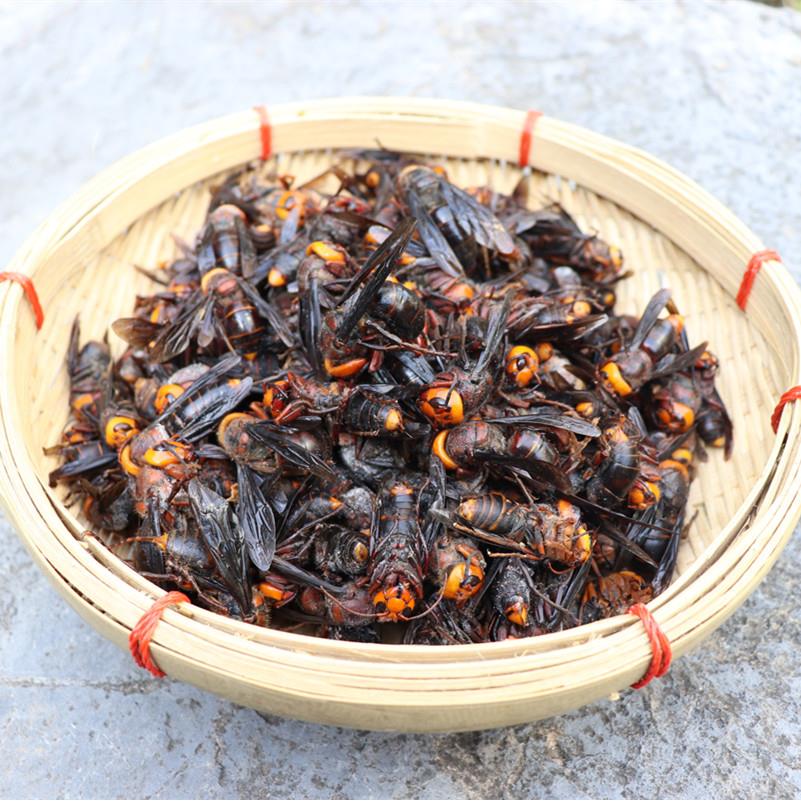 野生活红娘虎头蜂透骨草大峰马蜂泡黄蜂活非金环胡00祇泡XJX酒1材