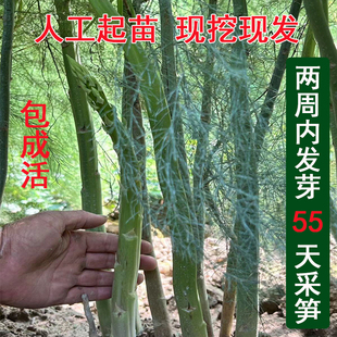 蔬菜苗 芦笋苗根苗芦笋种根带土青笋紫色水果芦笋庭院阳台盆栽四季
