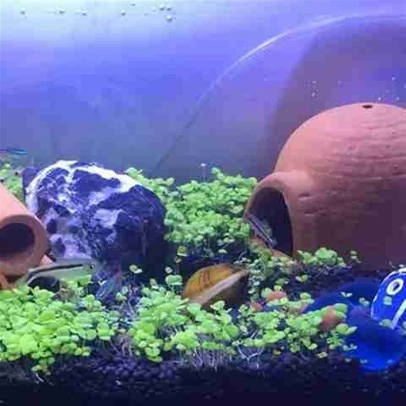 极速鲷罐a陶罐异型三湖水族石洞景慈鲷科虾屋鱼缸装饰造景躲避屋