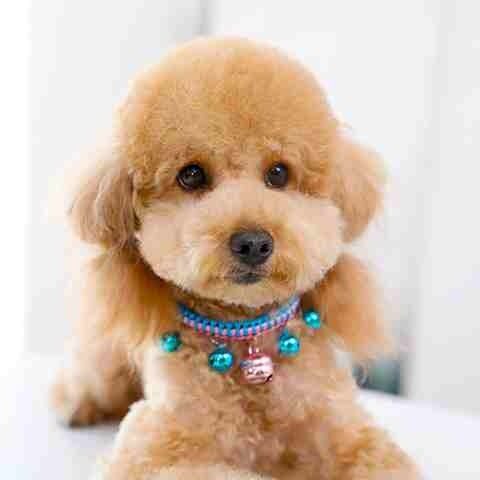 极速小狗专用铃铛宠o物项圈幼犬猫咪脖带训练防走丢小型犬挂件项