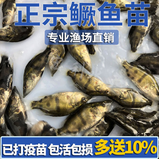 鳜鱼苗桂花鱼苗淡水养殖食用翘嘴鳜大眼鳜斑鳜鱼肉食活体鲈鱼鱼苗