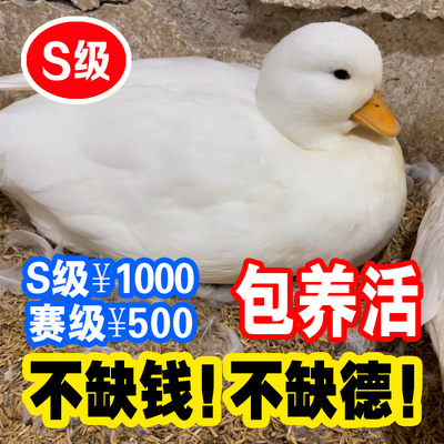 小王朝科尔鸭S级赛级可达鸭柯尔鸭奶盖幼崽宠物鸭活体幼仔苗小萌