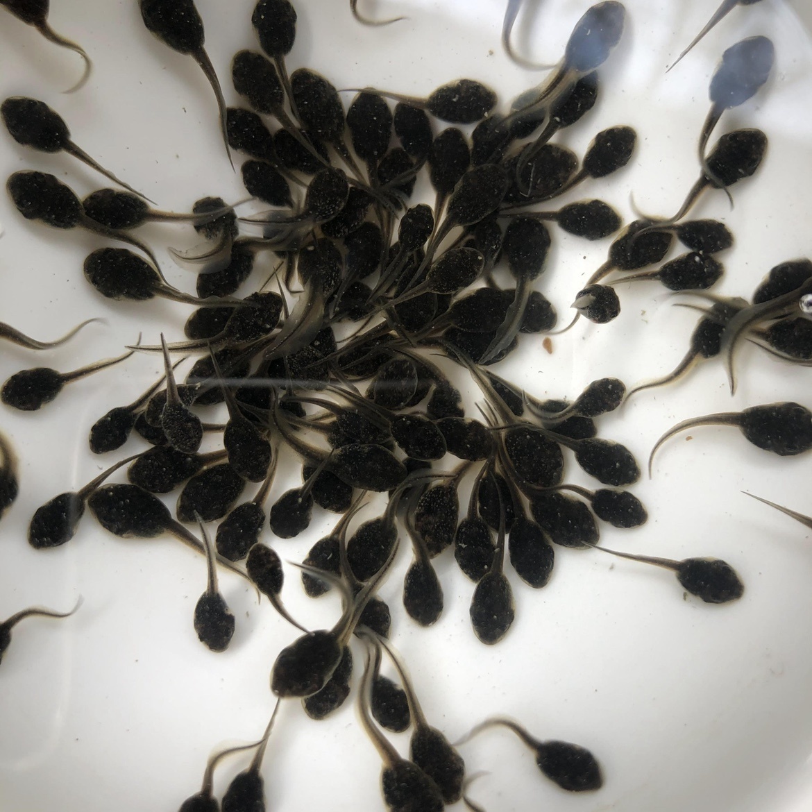 牛蛙活苗小蝌蚪找妈妈可爱幼儿园观赏鱼斗鱼青蛙饲料买一送三