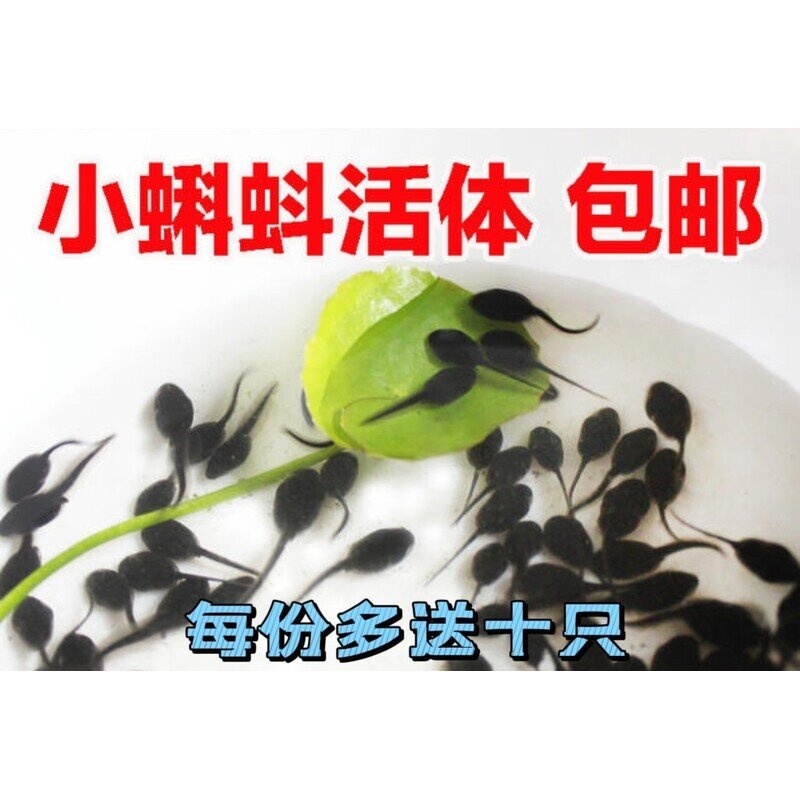 蝌蚪活体蝌蚪苗饲料小蝌蚪找妈妈学生幼儿园蝌蚪活物套装