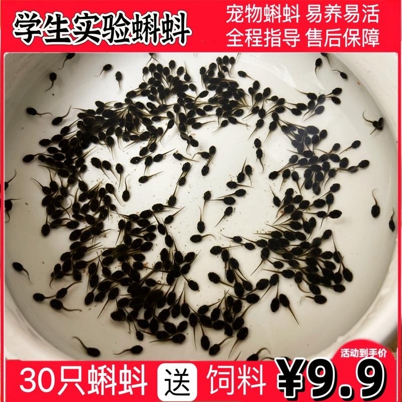 特价【9.9元30尾】小蝌蚪水族宠物儿童观赏宠物活体蝌蚪套餐包活