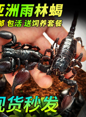 亚洲雨林蝎彼得异蝎热带超大黑蝎子爬宠昆虫