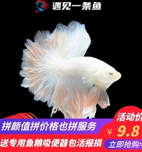 泰国斗鱼观赏鱼活鱼双尾大耳半月将军斗鱼母鱼抱卵公母一对送饲料