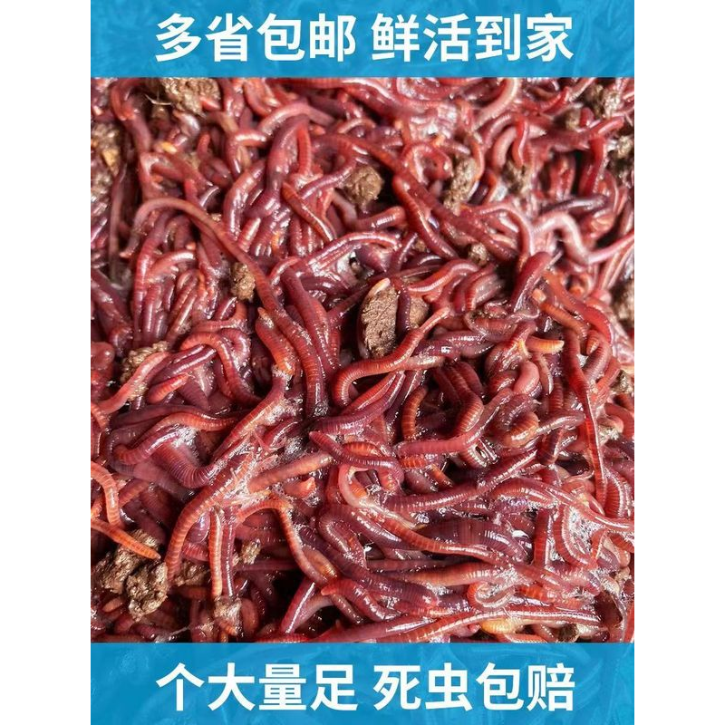 蚯蚓 散装盒装鲜活红蚯蚓渔具店鱼饵垂钓野钓鲫鱼活饵钓鱼饵料,户外/登山/野营/旅行用品,活饵/谷麦饵等饵料,淘宝优惠券,粉丝福利购,淘宝优惠卷