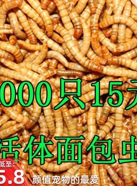 画眉宠物黄家用粮食活体鲜活虫面包虫相思鸟鸟粮散装小号活虫。