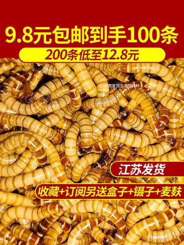 大麦虫 爬宠 昆虫 活饵 饲料