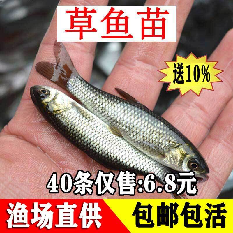 草鱼苗淡水养殖食用草鱼活鱼苗草混特大全半斤活体冷水小草鱼鱼苗图片