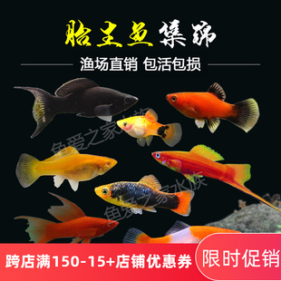胎生鱼金银黑皮球玛丽鱼热带观赏鱼月光鱼孕母临产小型宠物活体鱼
