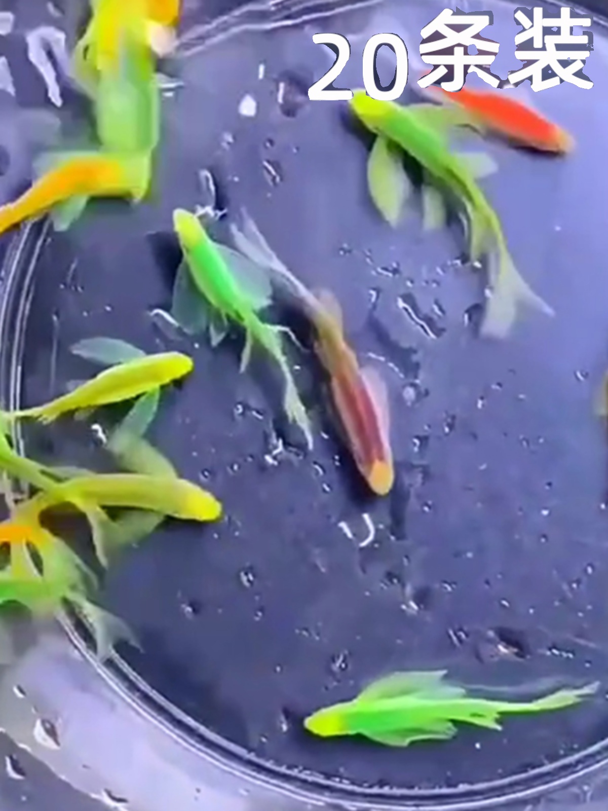 红黄蓝绿三角尾蝶翼斑马鱼活翡翠色混养群游冷水观赏鱼淡水皮实耐