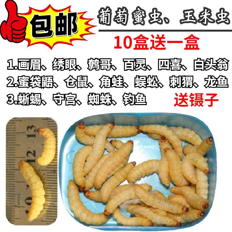 玉米虫活虫画眉鸟食长膘蜜袋鼯零食绣眼鱼仓鼠靛颏活体饲料葡萄虫