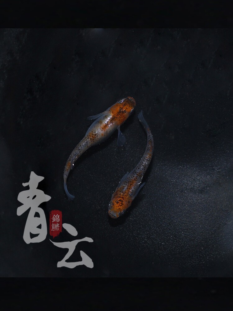 观背青鳉鱼卵观赏鱼冷水鱼魔法鱼不打氧星光小型锦鲤淡水好养群游