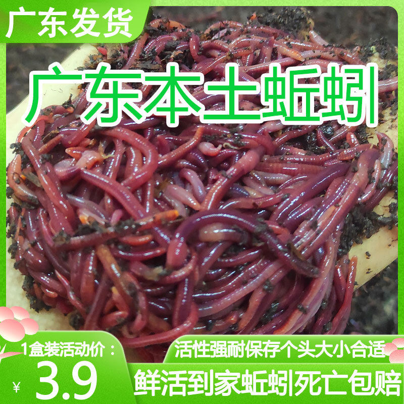 【广东本土蚯蚓】蚯蚓活饵鲜活盒装牛粪红虫垂钓饵料鱼食龟食包活,户外/登山/野营/旅行用品,活饵/谷麦饵等饵料,淘宝优惠券,粉丝福利购,淘宝优惠卷