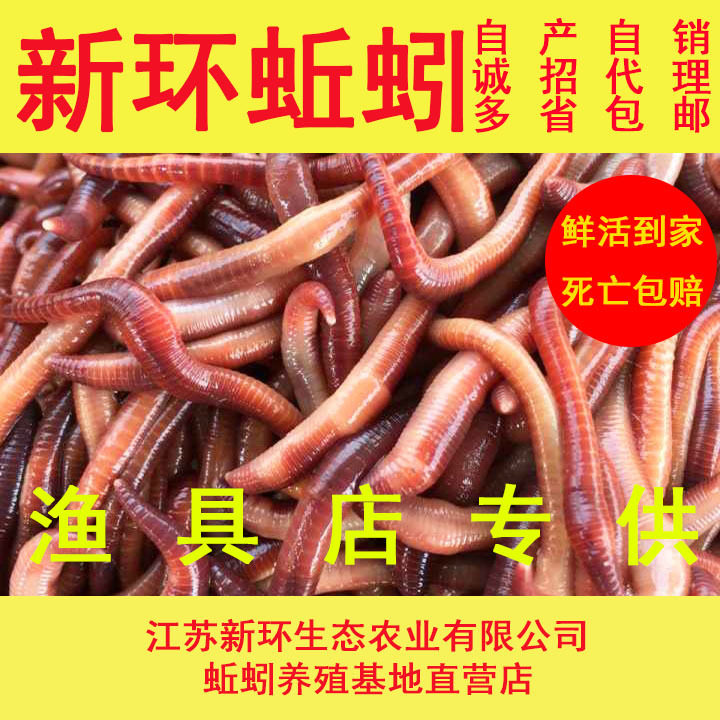 蚯蚓活饵5斤散装活体大号红蚯蚓鲜活饵料垂钓鱼饵红虫新环活蚯蚓