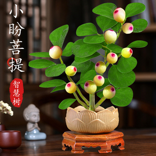 极速菩提树盆栽小盼菩提盆景带果中式禅意桌面摆R件室内创意好养
