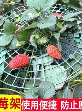 草莓种植防腐烂防倒伏支架