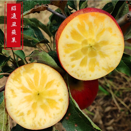 绍通新鲜红露丑苹果当季