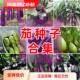 茄子种子大全紫茄种绿油茄茄子快圆茄子蔬菜种子小菜园营养土种菜