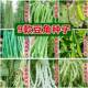 豆角种子大全长豇豆无架豆籽四季 高产豆扁豆刀豆园艺用品蔬菜种子
