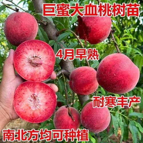 早熟血桃树果苗血桃苗树特大血桃嫁接新品种桃树种子苗可当年结果
