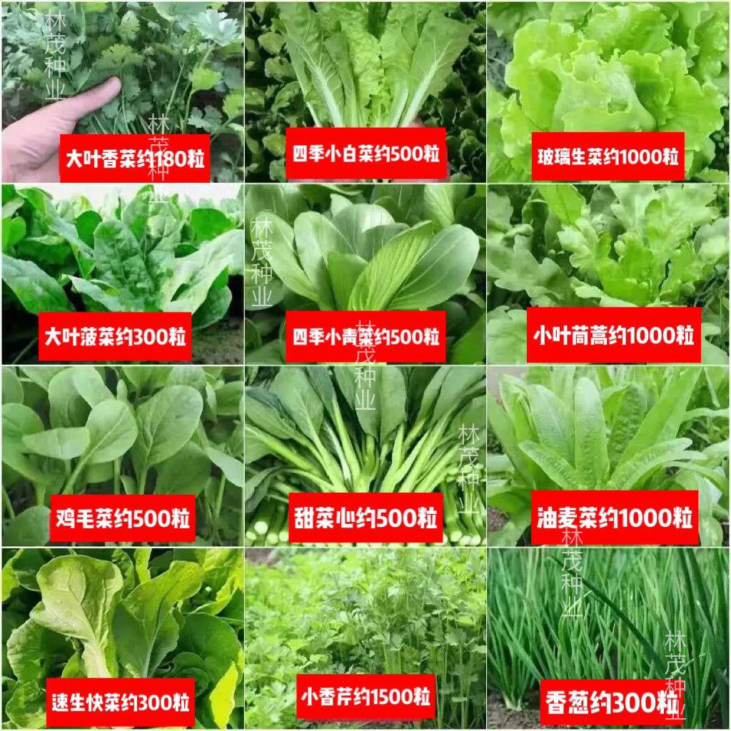 蔬菜种子四季播种阳台庭院盆栽植物香菜辣椒番茄黄瓜豆角大全去虫