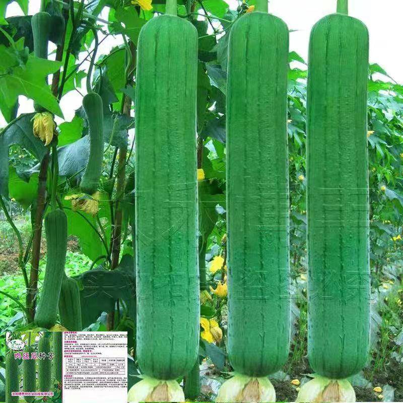 高产大肉丝瓜种农家庭院爬藤种子菜菜种子春夏秋蔬季长丝瓜籽