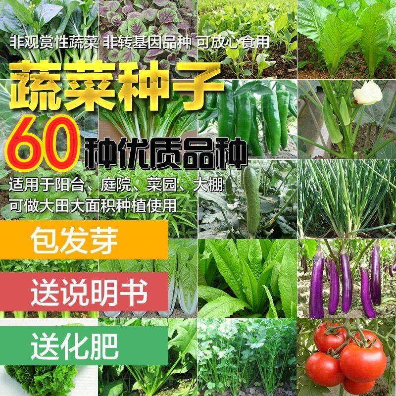 四季蔬菜种子适合春播种植物青菜生菜香菜菠菜萝卜阳台菜大全去虫